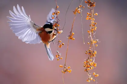 Stage, je découvre la nature